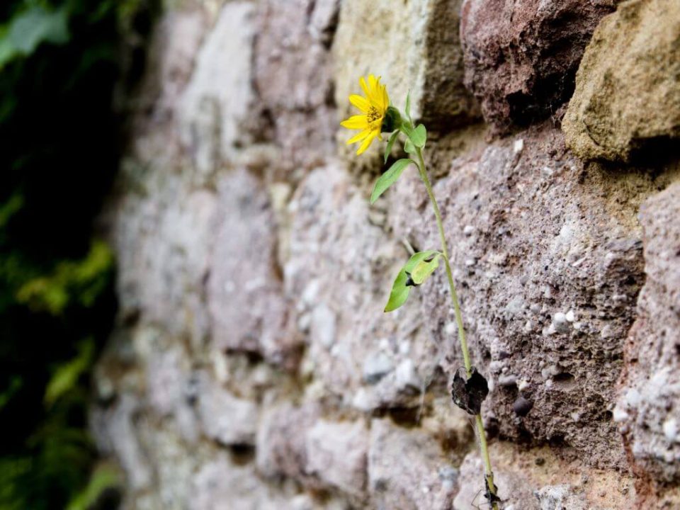 este-milagro-llamado resiliencia-1